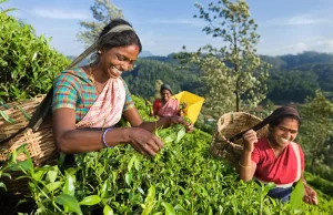 Sri Lanka’s Ceylon Tea Wine to hit market soon