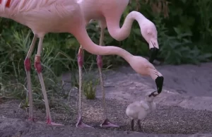 Sri Lanka’s first ever flamingo chick born in Hambantota