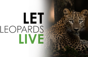 Let Leopards Live