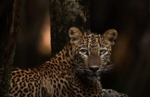 Tourist access to Udawalawa and Yala national parks under review