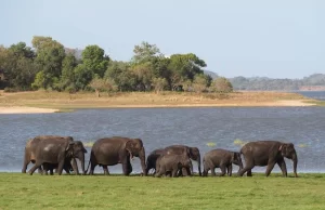 Tanks, anicuts in National Parks to be filled with water for tourism management