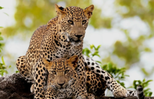 The solutions to conservation lie within people