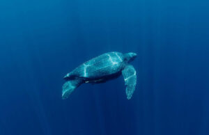 Watch out! Leatherback turtles are coming
