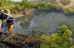 Sri Lanka honored as UN world restoration flagship for mangrove conservation efforts