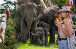 Sri Lanka tourist arrivals up 18.87-pct in May first week