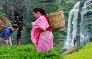 Tourists Flock to Despite Heat, Boosting Sri Lanka’s Tourism Sector