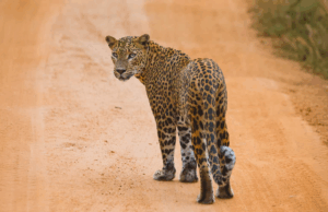 Kumana, a historic national park in eastern Sri Lanka, emerges as leopard stronghold