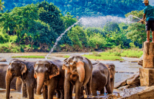 New facility to manage elephants in Musth at Pinnawala