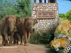 Special project to ease tourist congestion at Yala National Park