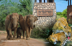 Special project to ease tourist congestion at Yala National Park